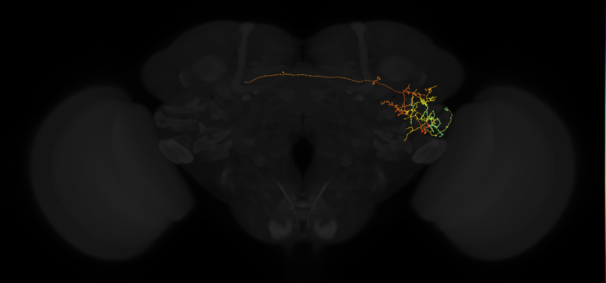 adult posterior lateral protocerebrum neuron 151