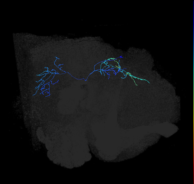 adult posterior lateral protocerebrum neuron 152