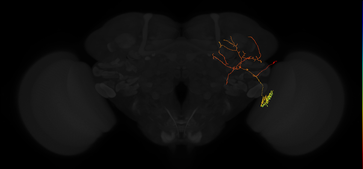 adult posterior lateral protocerebrum neuron 152