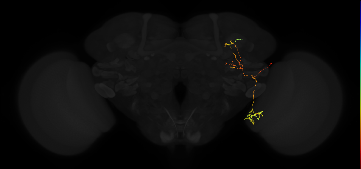 adult posterior lateral protocerebrum neuron 153