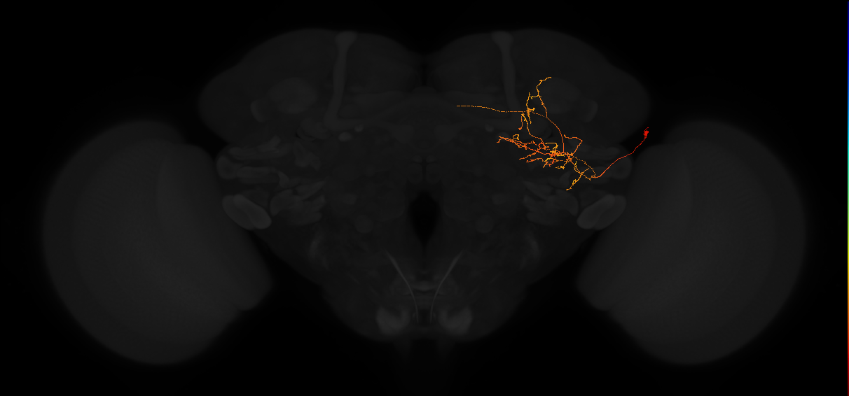 adult posterior lateral protocerebrum neuron 154