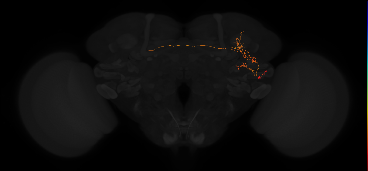 adult posterior lateral protocerebrum neuron 155