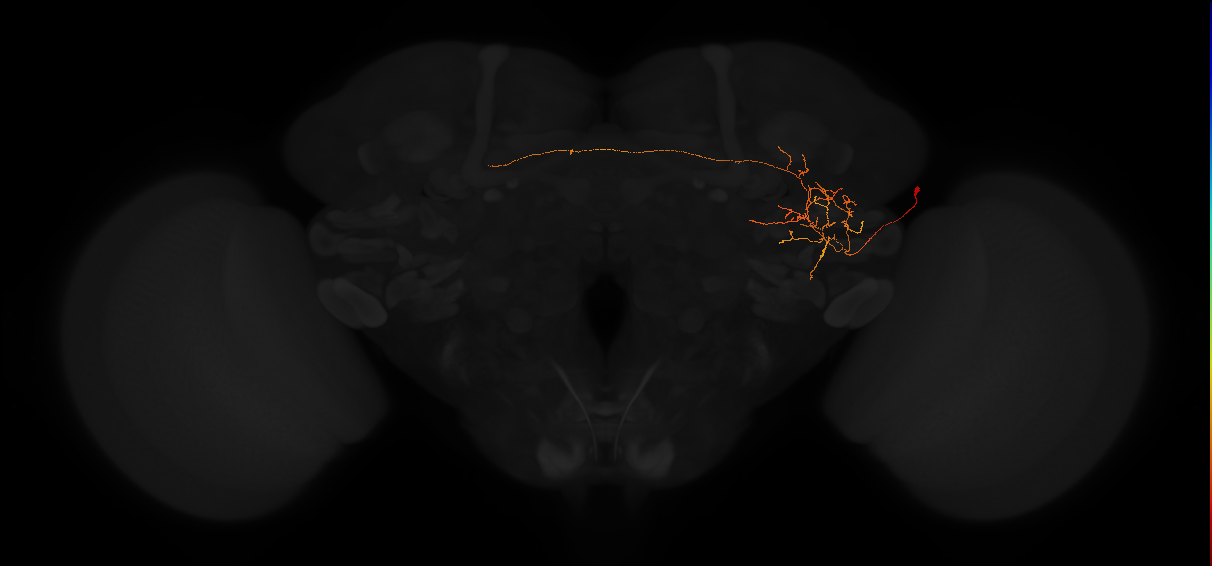 adult posterior lateral protocerebrum neuron 156