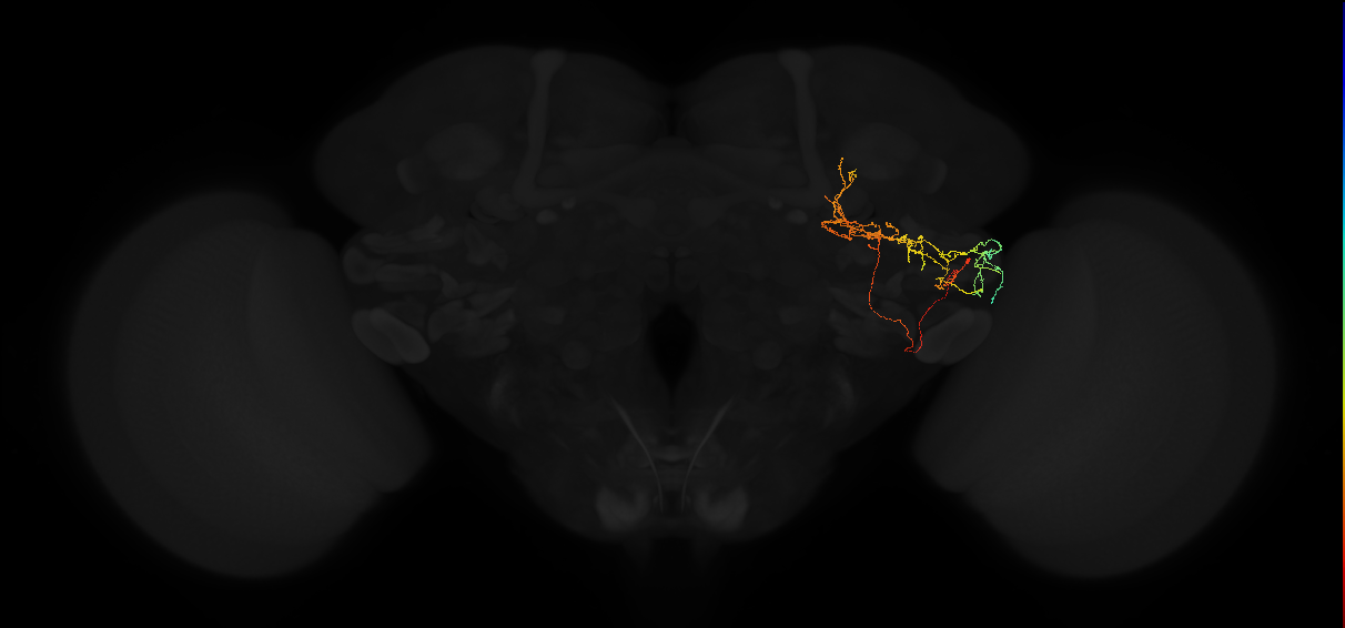 adult posterior lateral protocerebrum neuron 157