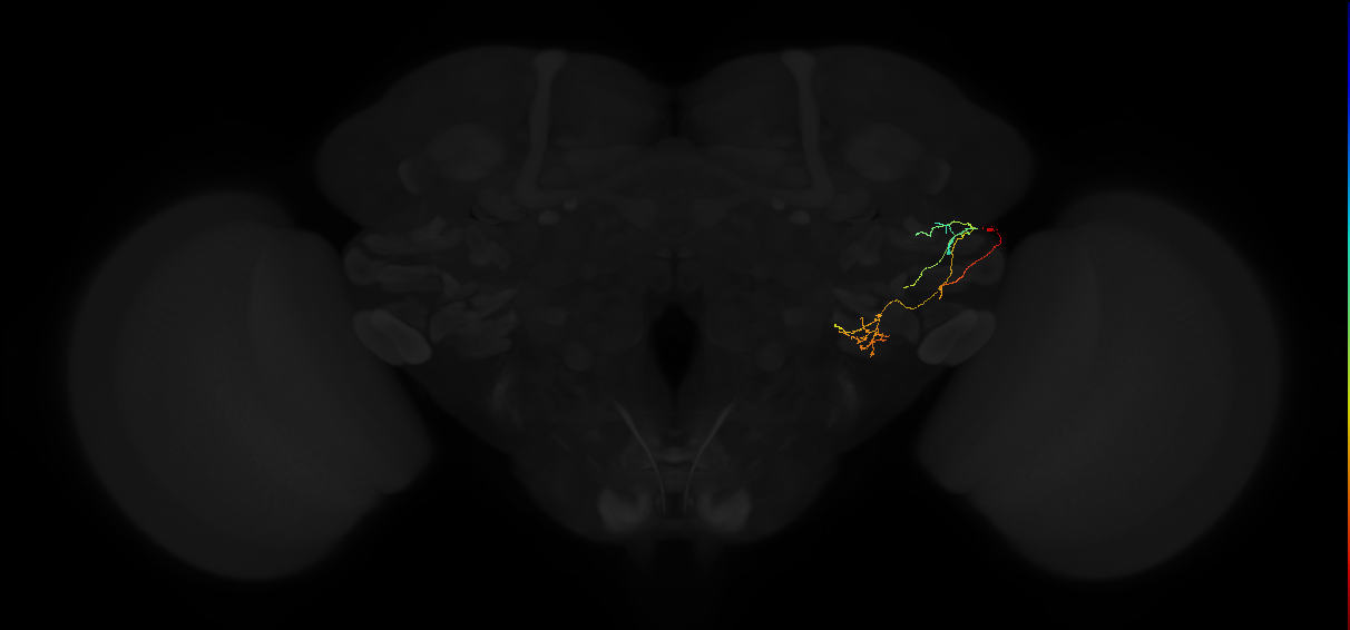 adult posterior lateral protocerebrum neuron 158