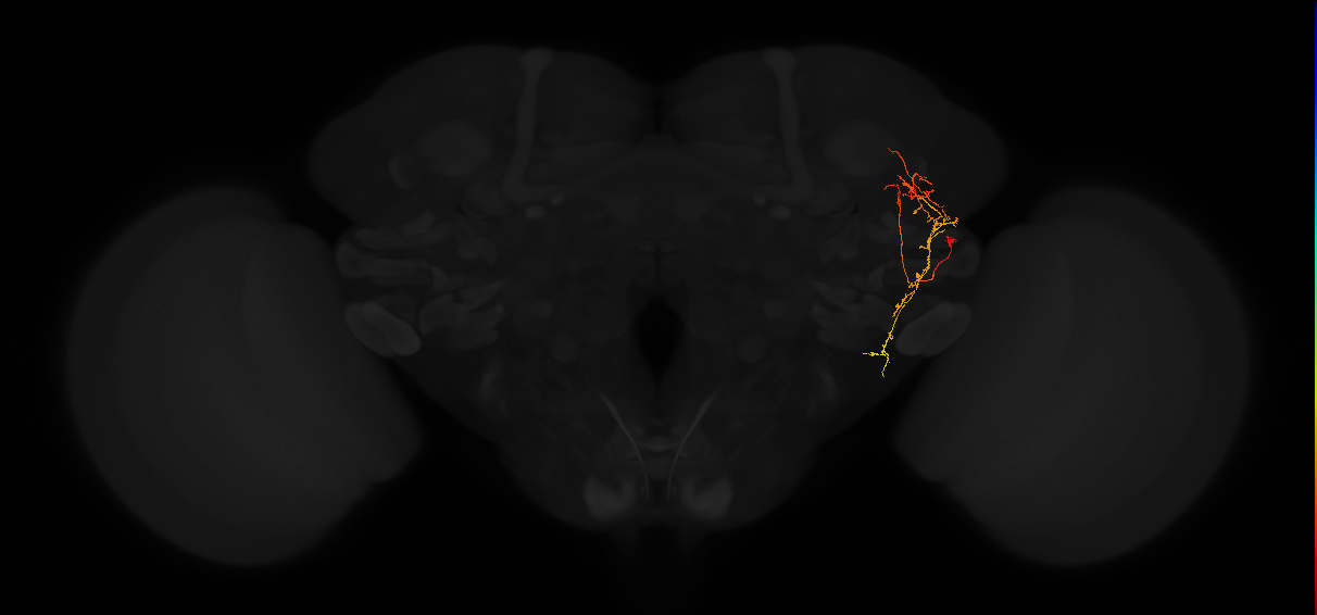 adult posterior lateral protocerebrum neuron 159