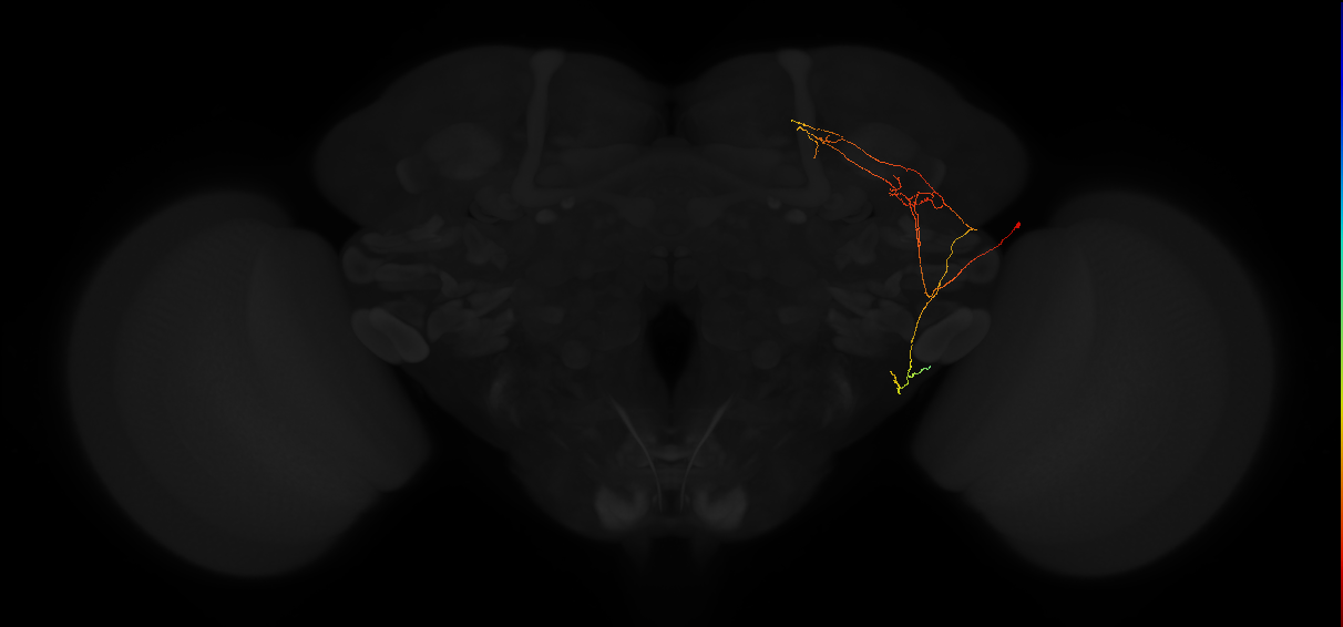 adult posterior lateral protocerebrum neuron 160