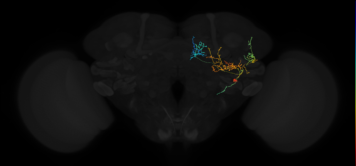 adult posterior lateral protocerebrum neuron 161
