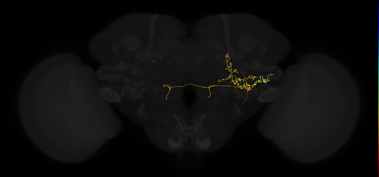 adult posterior lateral protocerebrum neuron 164