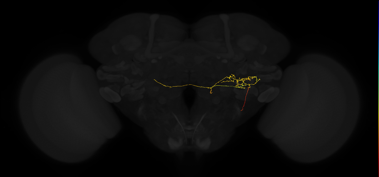 adult posterior lateral protocerebrum neuron 165