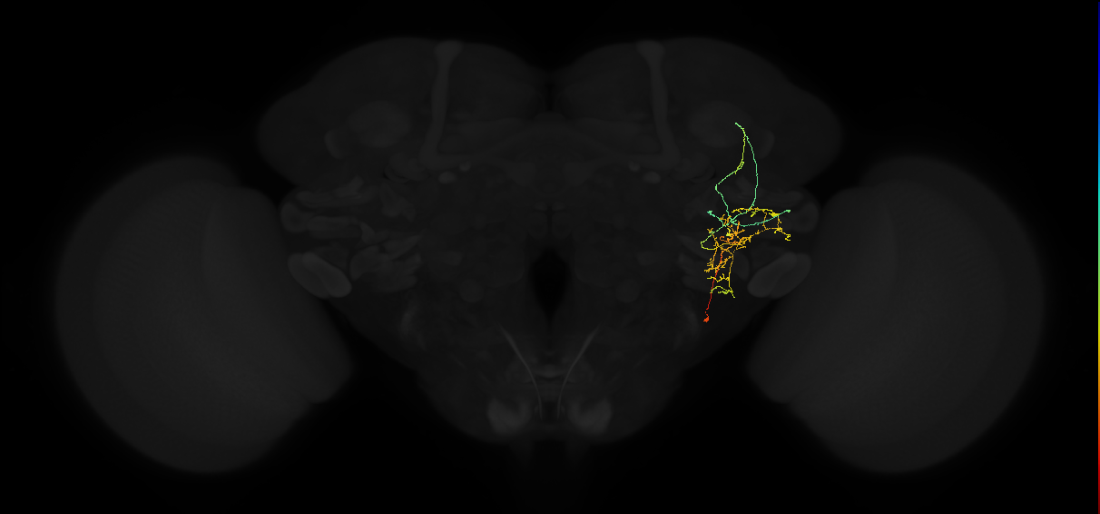 adult posterior lateral protocerebrum neuron 166