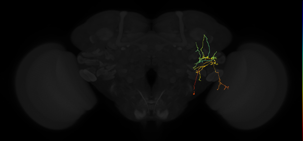 adult posterior lateral protocerebrum neuron 167