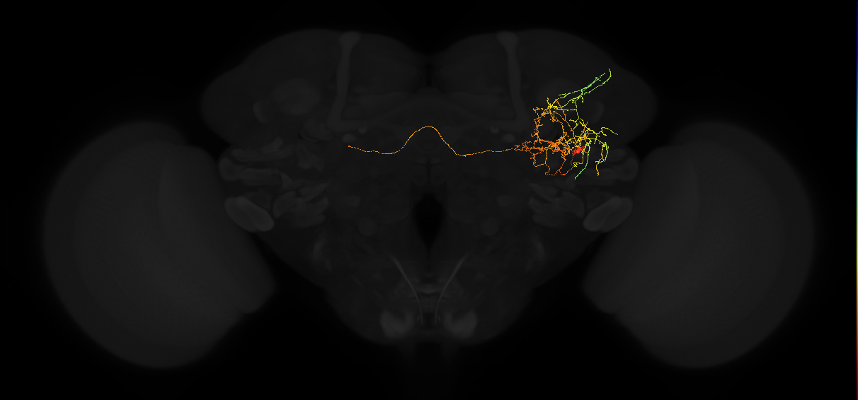 adult posterior lateral protocerebrum neuron 169