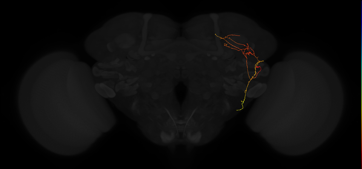adult posterior lateral protocerebrum neuron 171