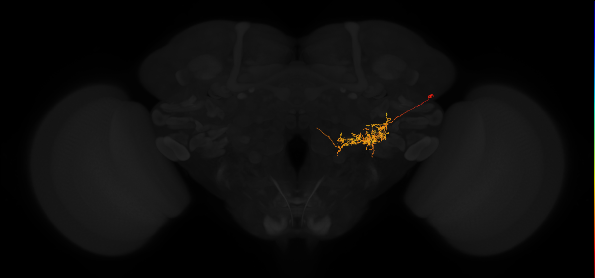 adult posterior lateral protocerebrum neuron 172
