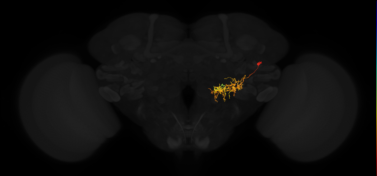 adult posterior lateral protocerebrum neuron 172