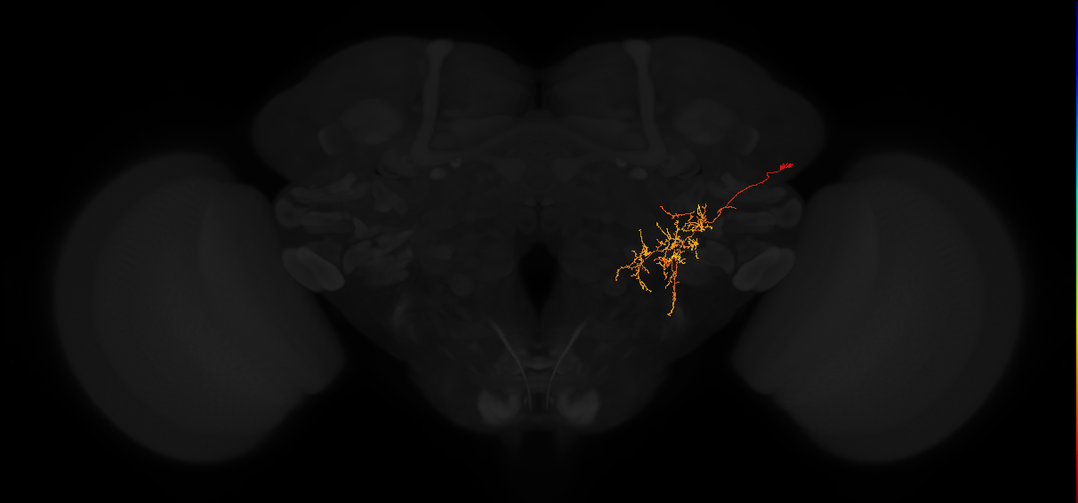 adult posterior lateral protocerebrum neuron 173