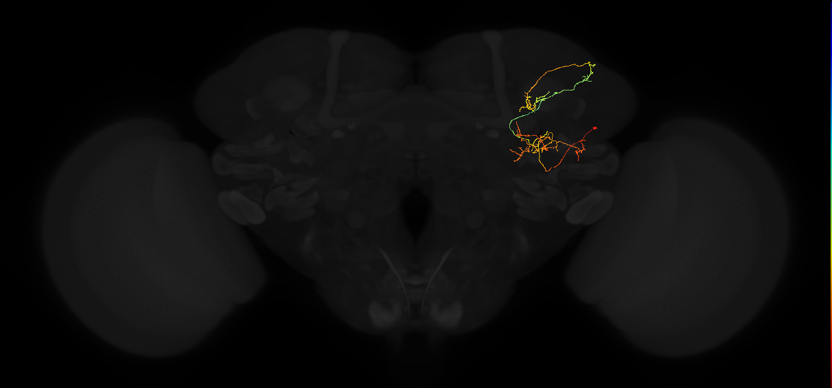 adult posterior lateral protocerebrum neuron 175