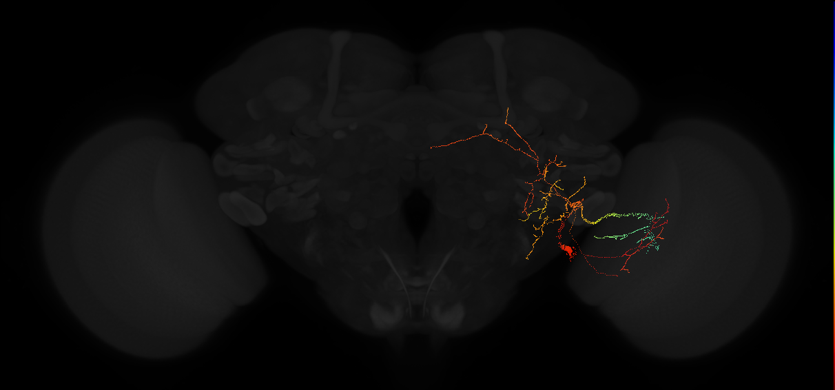 adult posterior lateral protocerebrum neuron 179