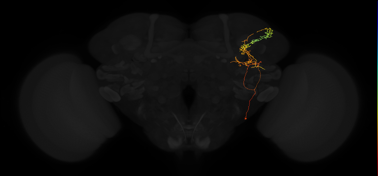adult posterior lateral protocerebrum neuron 180
