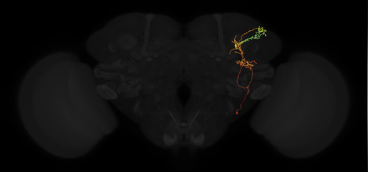 adult posterior lateral protocerebrum neuron 180