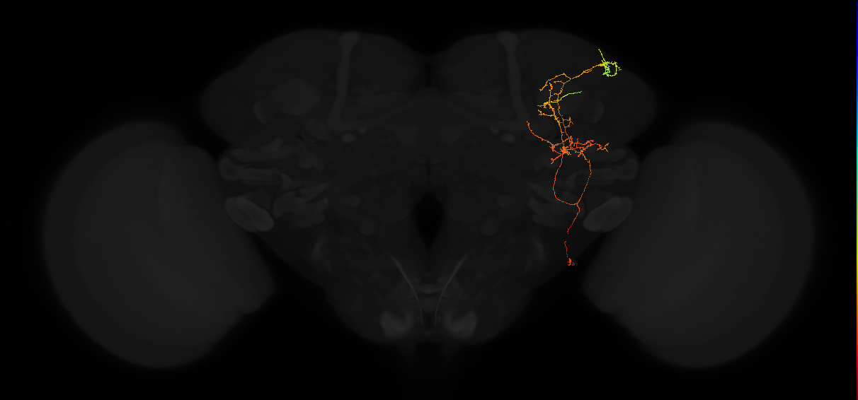 adult posterior lateral protocerebrum neuron 181