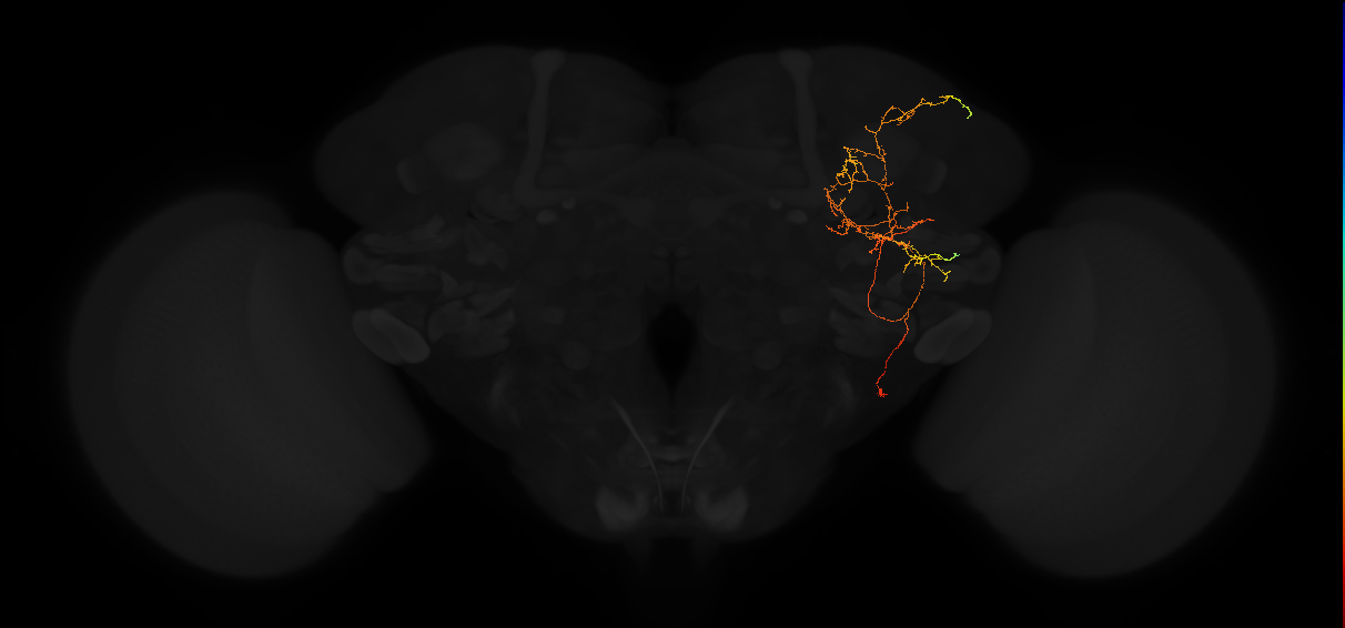 adult posterior lateral protocerebrum neuron 181