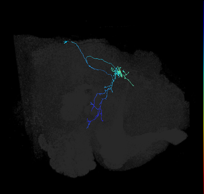PLP182_R (FlyEM-HB:1038283107)