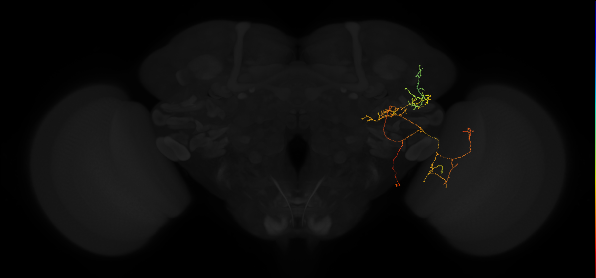 adult posterior lateral protocerebrum neuron 183