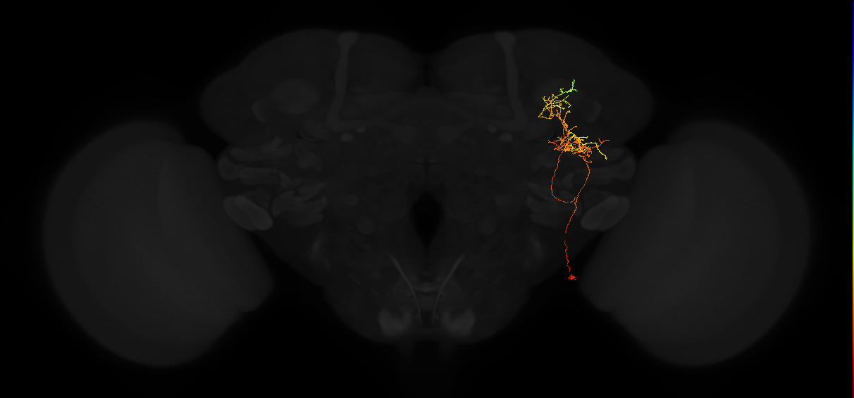 adult posterior lateral protocerebrum neuron 184