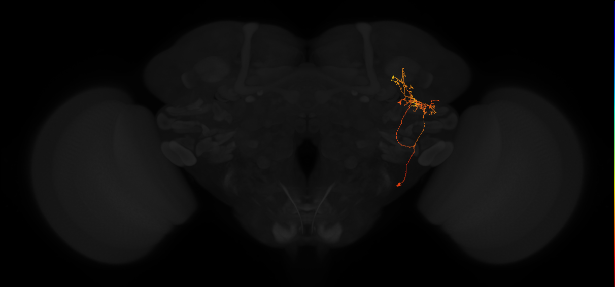 adult posterior lateral protocerebrum neuron 185