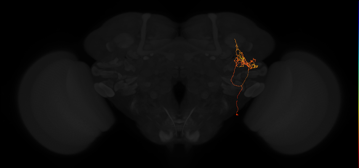 adult posterior lateral protocerebrum neuron 186