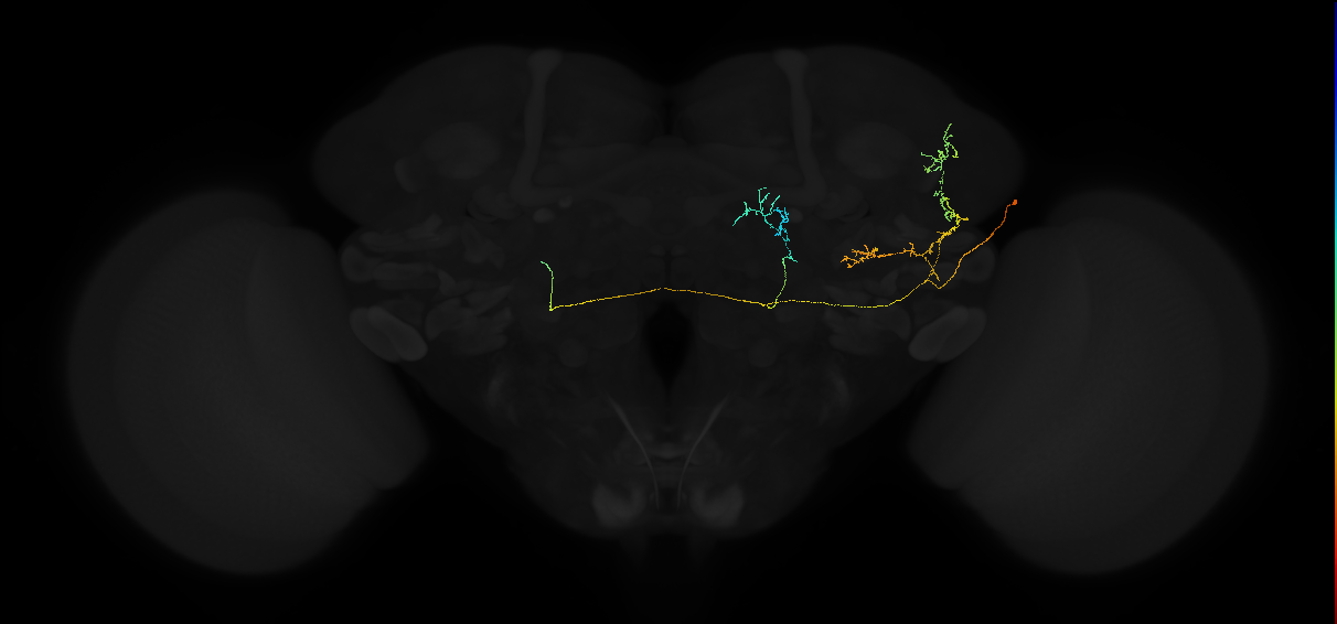 adult posterior lateral protocerebrum neuron 187