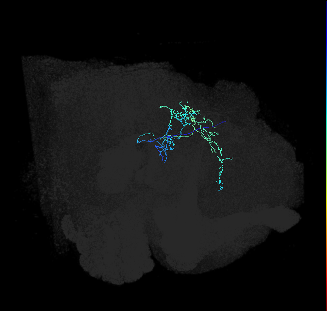 PLP188_R (FlyEM-HB:1037263569)