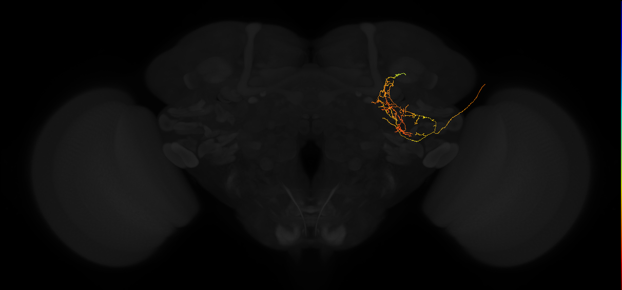 adult posterior lateral protocerebrum neuron 188