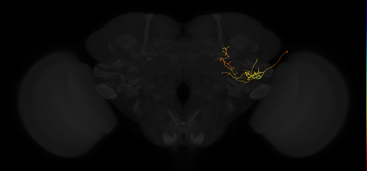 adult posterior lateral protocerebrum neuron 189