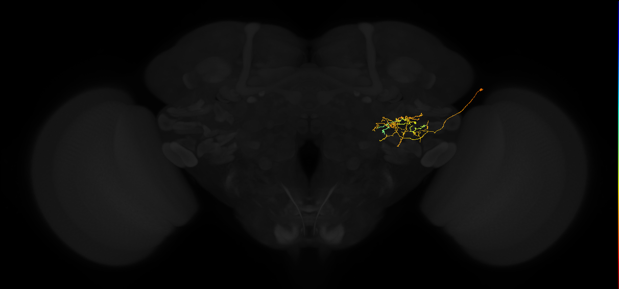adult posterior lateral protocerebrum neuron 190