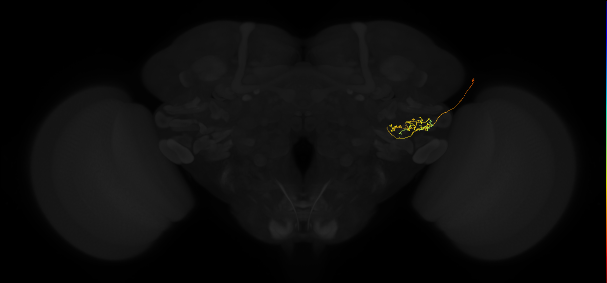 adult posterior lateral protocerebrum neuron 193