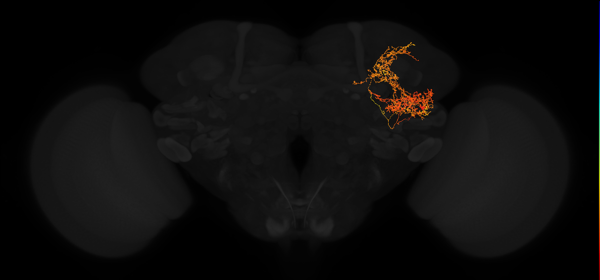 adult posterior lateral protocerebrum neuron 197