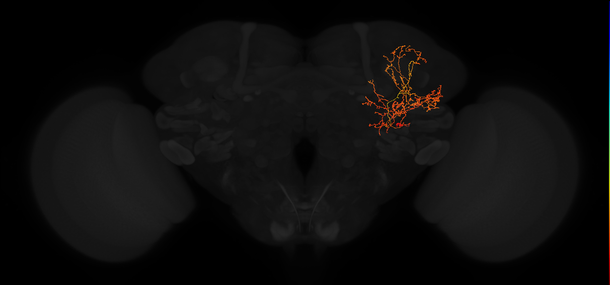 adult posterior lateral protocerebrum neuron 198