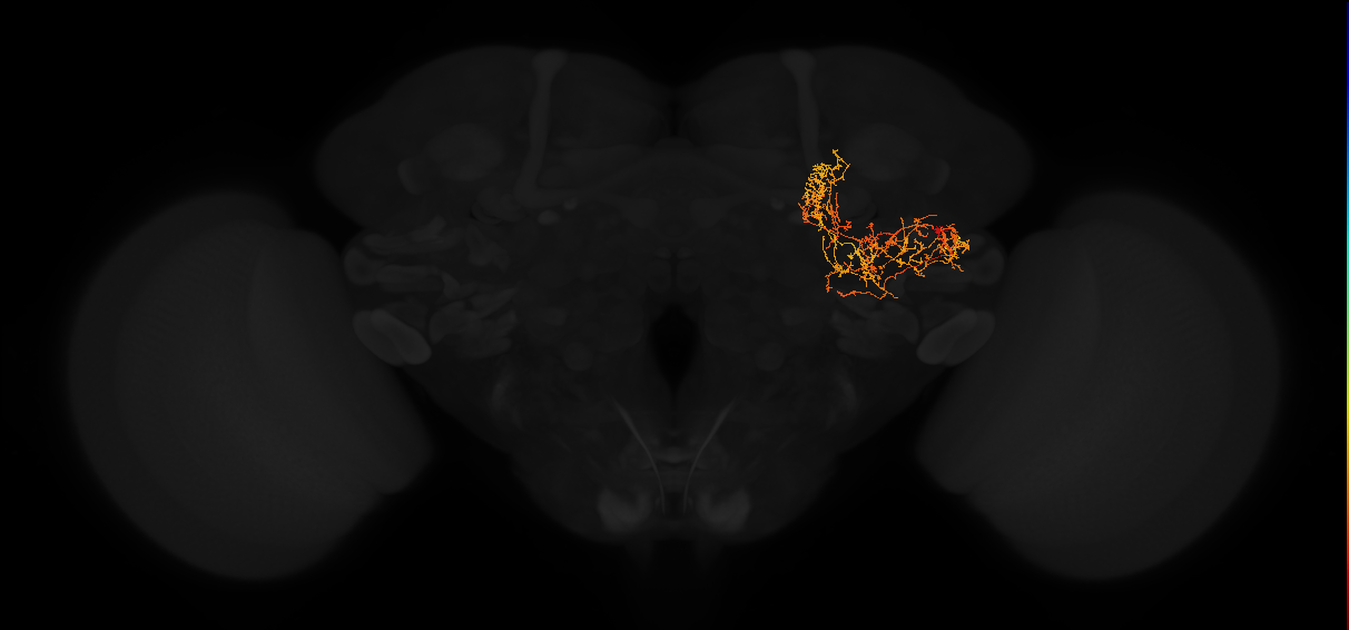 adult posterior lateral protocerebrum neuron 199