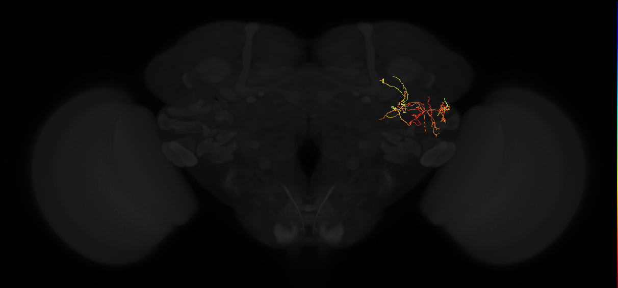 adult posterior lateral protocerebrum neuron 200