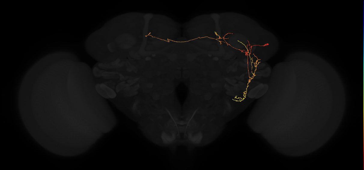 adult posterior lateral protocerebrum neuron 201
