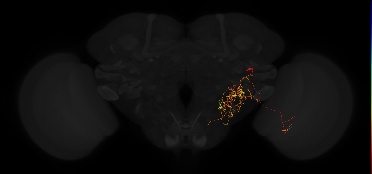 adult posterior lateral protocerebrum neuron 202