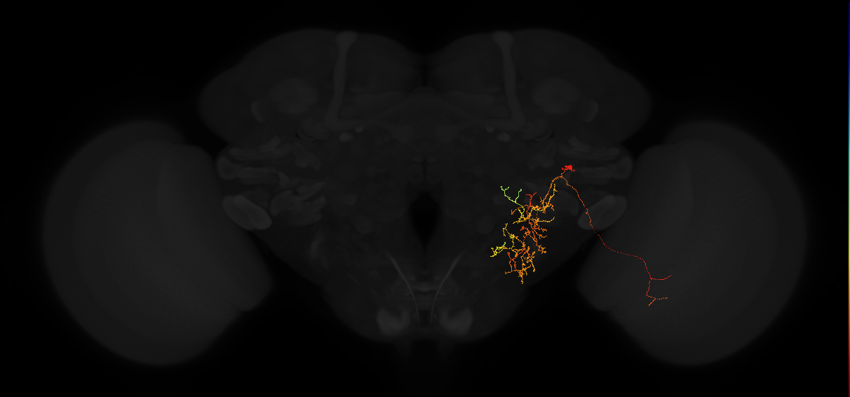 adult posterior lateral protocerebrum neuron 203