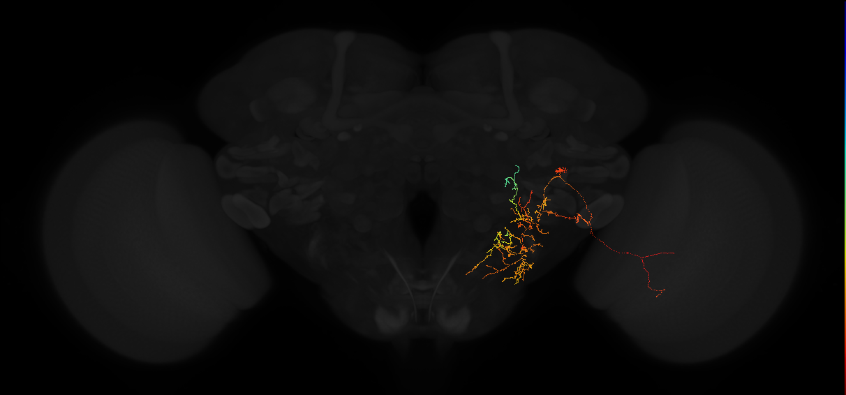 adult posterior lateral protocerebrum neuron 203