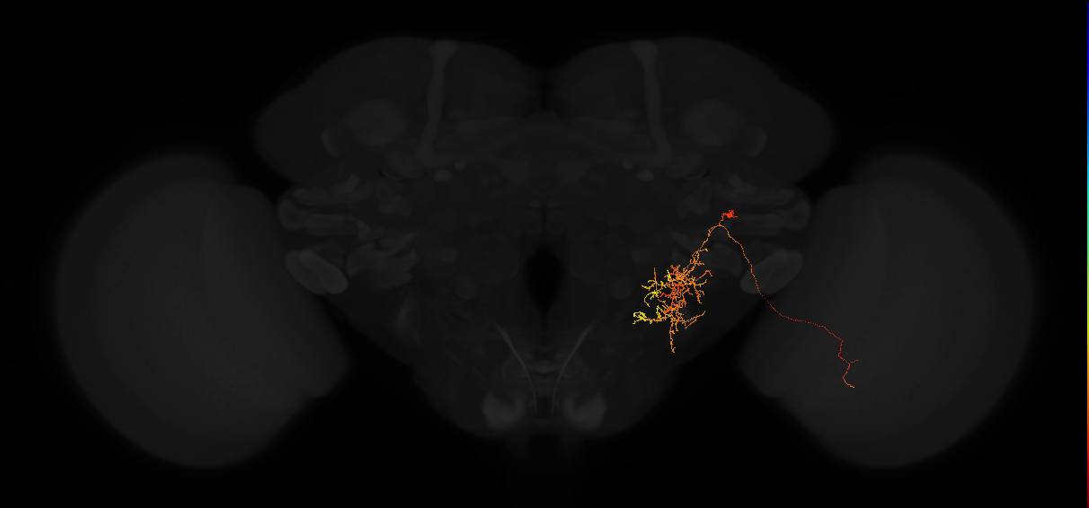 adult posterior lateral protocerebrum neuron 204