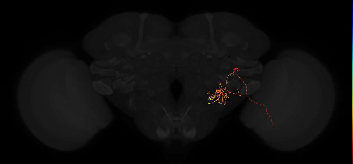 adult posterior lateral protocerebrum neuron 205