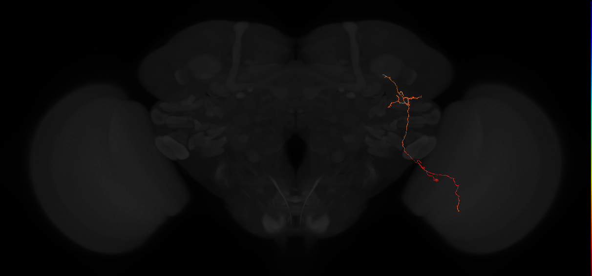 adult posterior lateral protocerebrum neuron 207