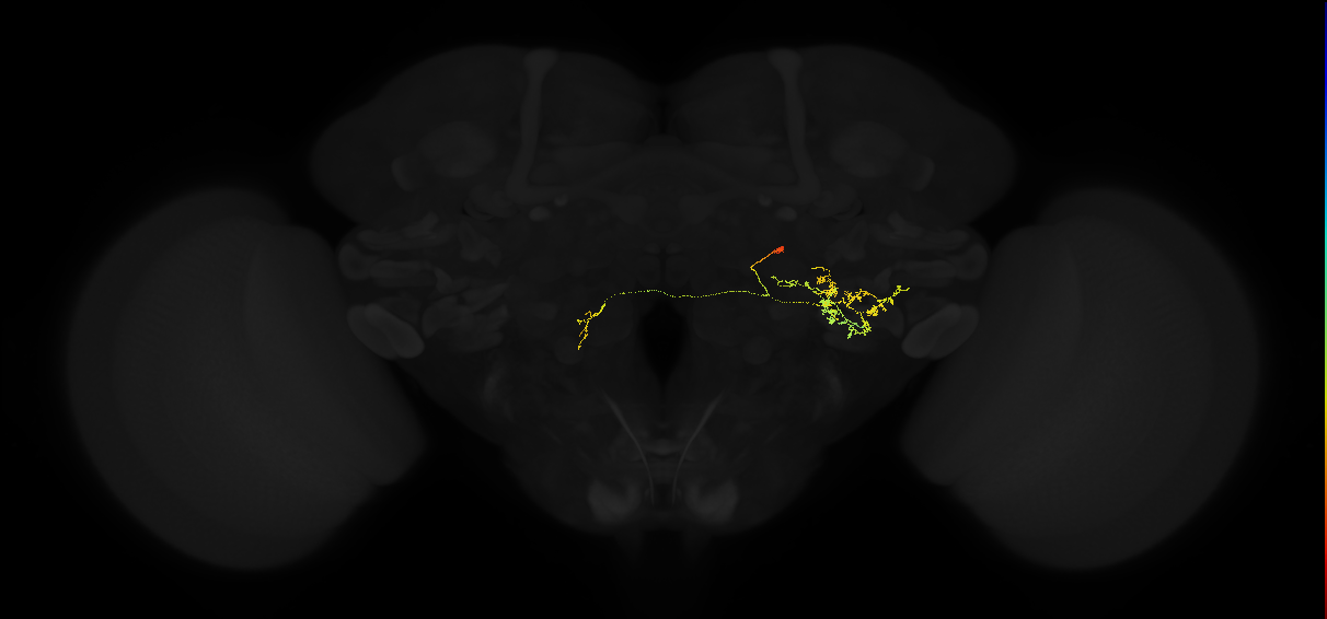 adult posterior lateral protocerebrum neuron 219